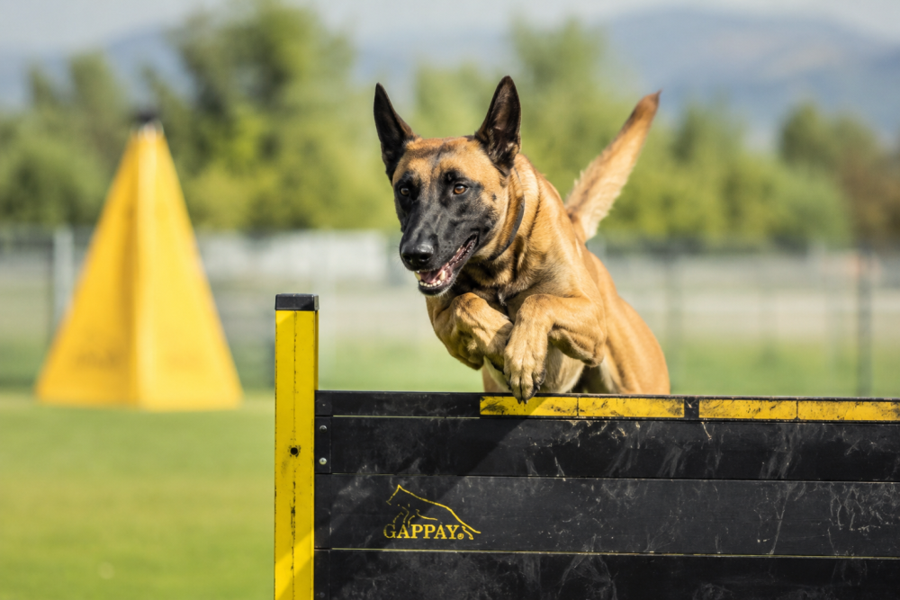 Belgický ovčák malinois při skoku přes překážku