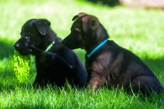 Distinctive collars for puppies width 10 mm