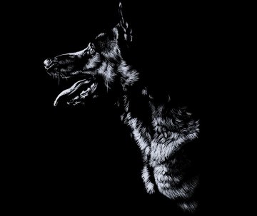 Malinois