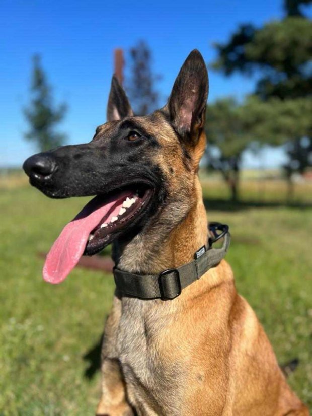 COLLAR DEFENDER