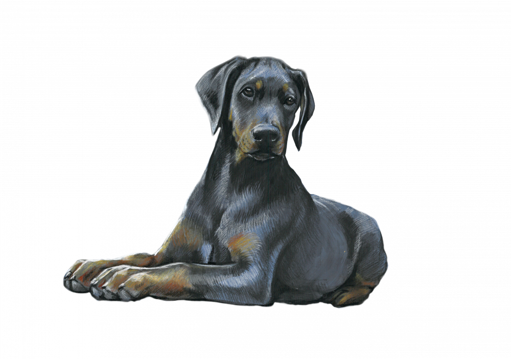 Dobermann