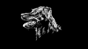Beauceron