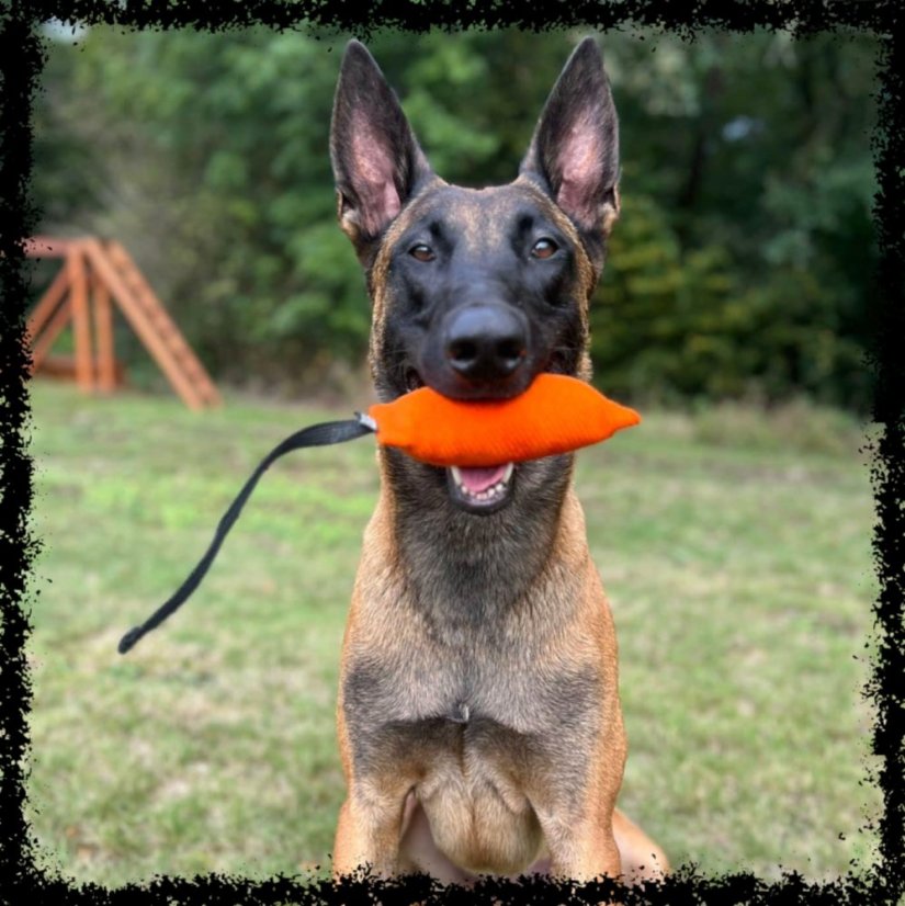 Ringo pešek ,,PUPPY," pískací