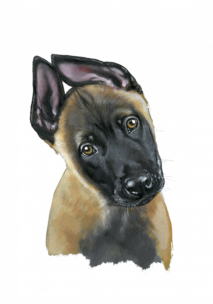 Malinois