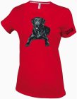 Labrador Retriver