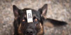 Kleine satz fur IGP, IFH