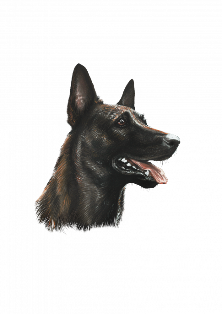 Holländischer Schäferhund