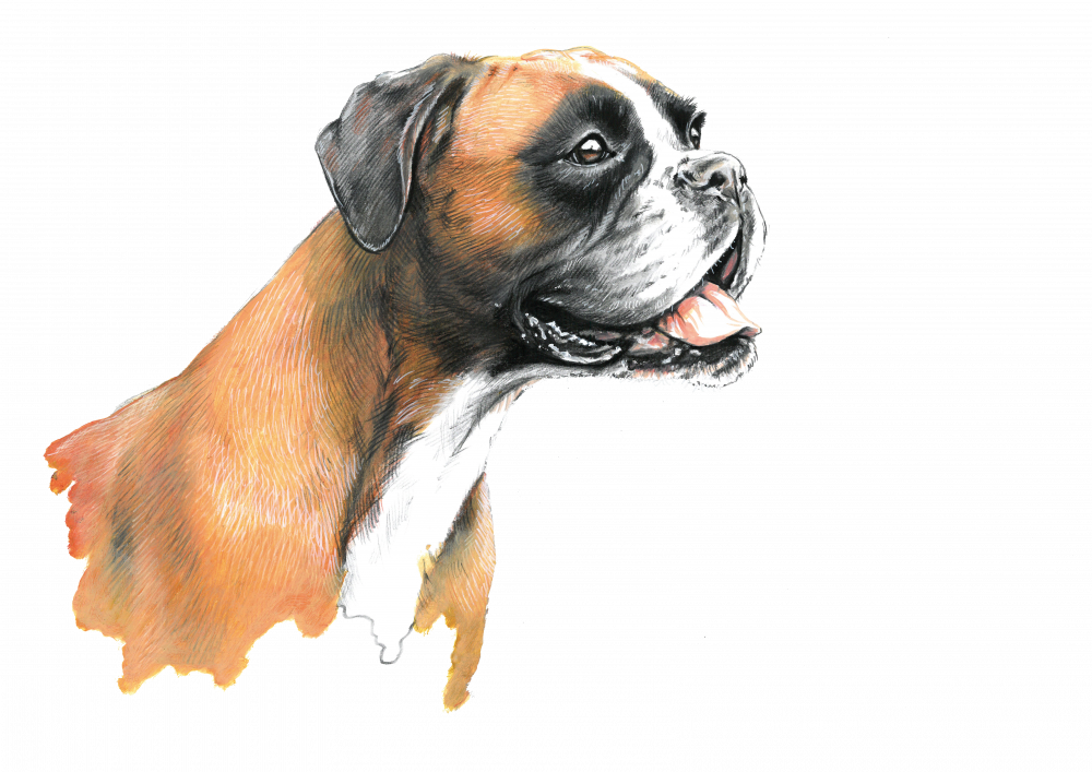 German boxer