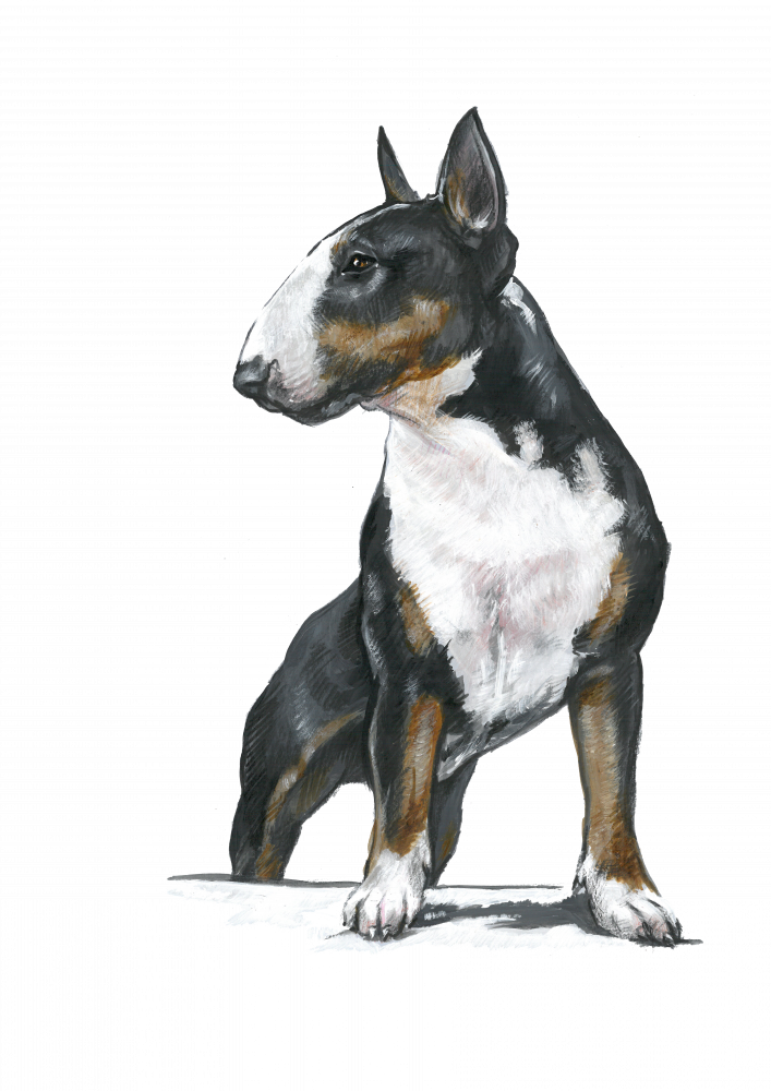 Bull terrier