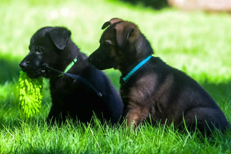 Distinctive collars for puppies width 10 mm