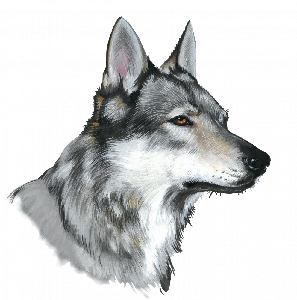Tschechoslowakischer Wolfshund