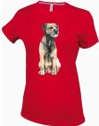 Border Terrier