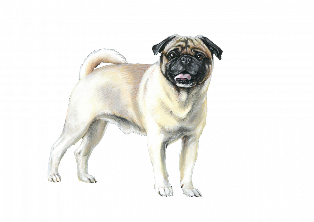 Mops