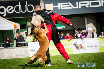 Nejchytřejší plemena psů pro sportovní kynologii