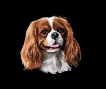 Kavalír king charles španěl