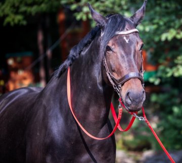 Rozšiřujeme náš sortiment a to pro koně