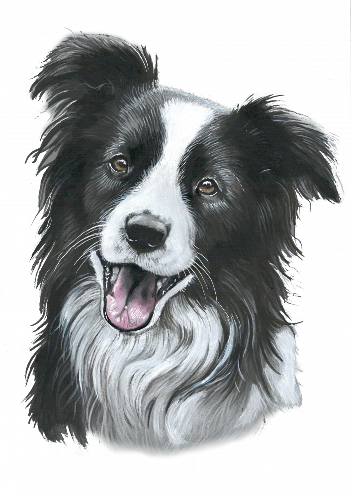 Border Collie