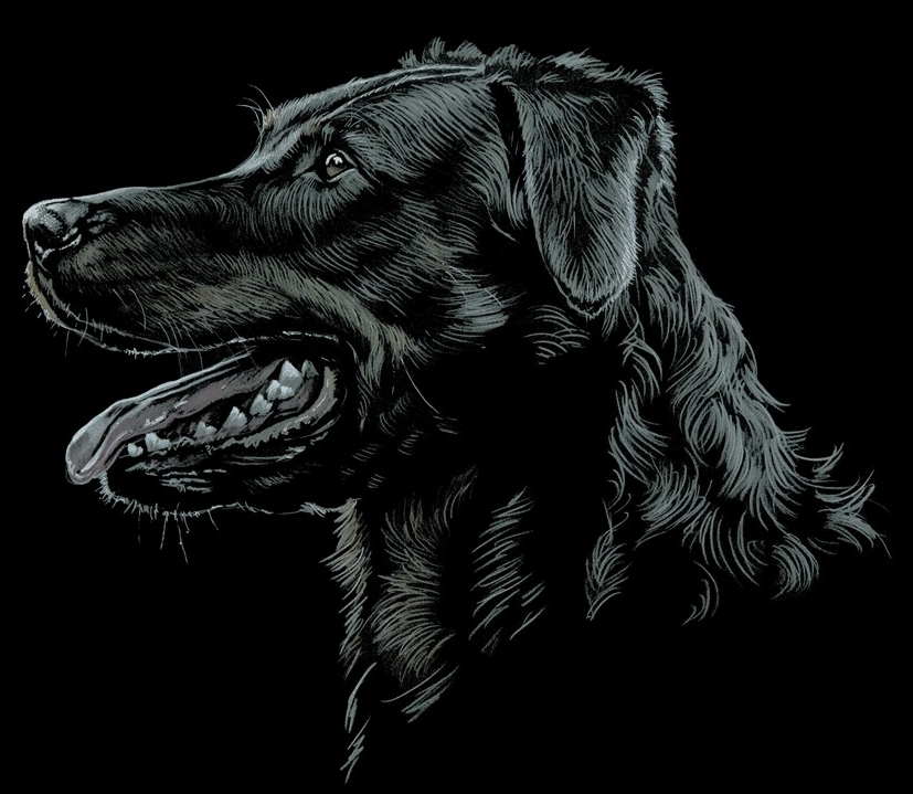 Beauceron