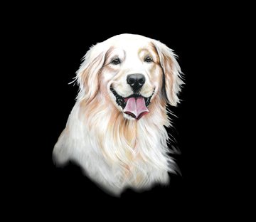 Zlatý retriever