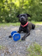 Dřevěná činka pro Obedience