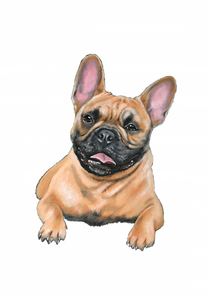 Französische Bulldogge