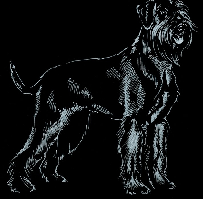 Schnauzer veľký