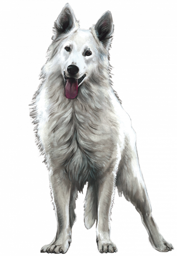 White Swiss Shepherd