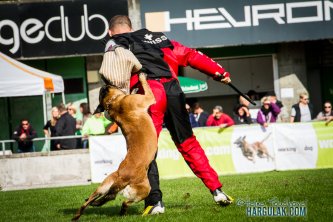 Nejchytřejší plemena psů pro sportovní kynologii