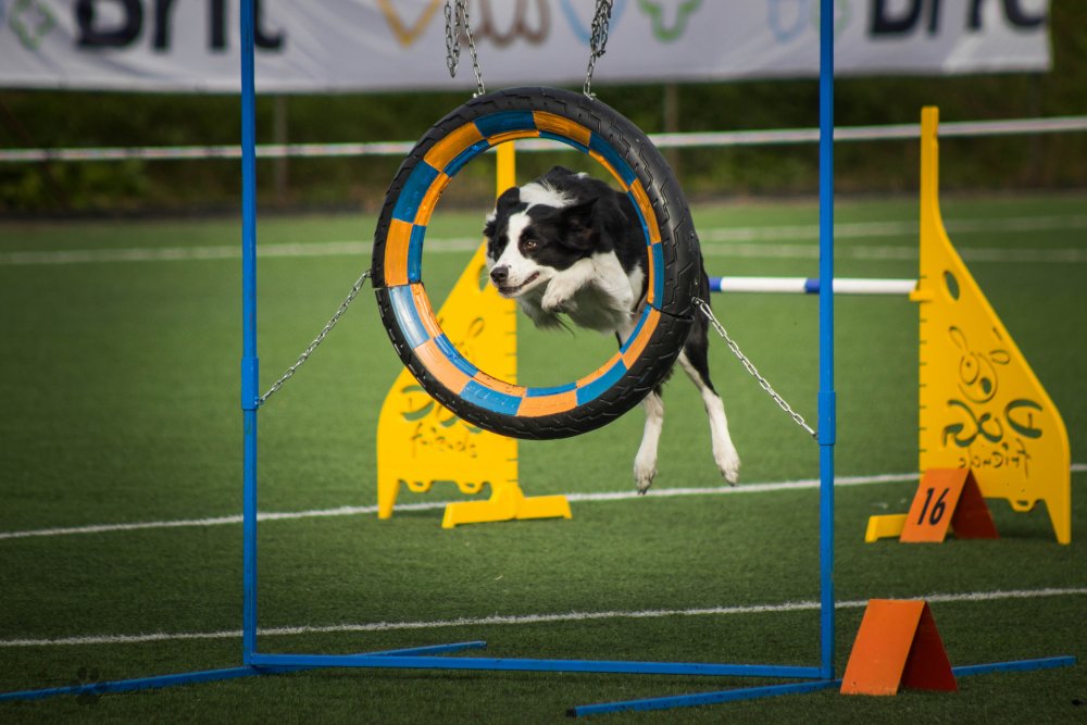 Pes proskakuje obručí při agility