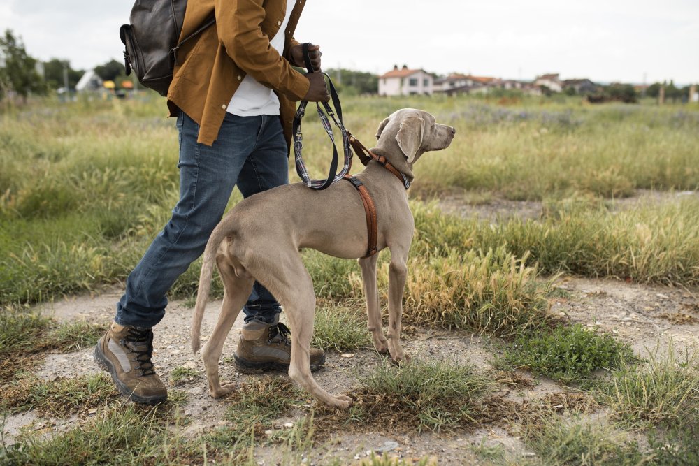 Psovod se psem na dogtrekkingu v přírodě