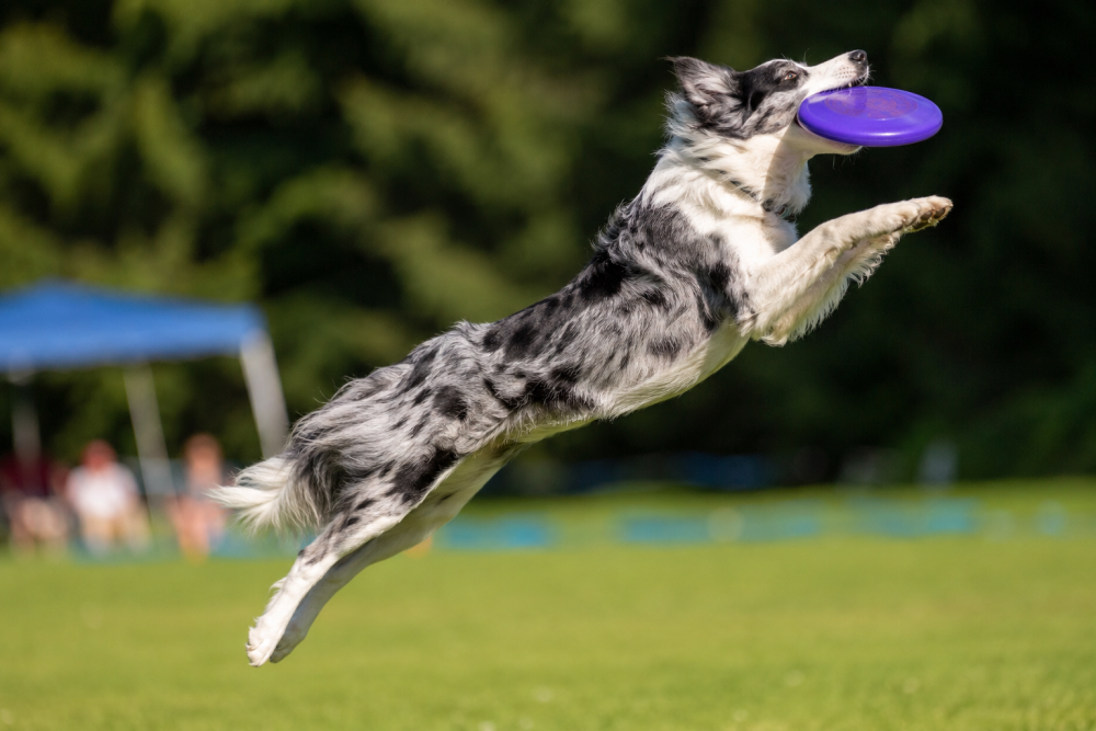 Pes chytá frisbee ve skoku – dogfrisbee