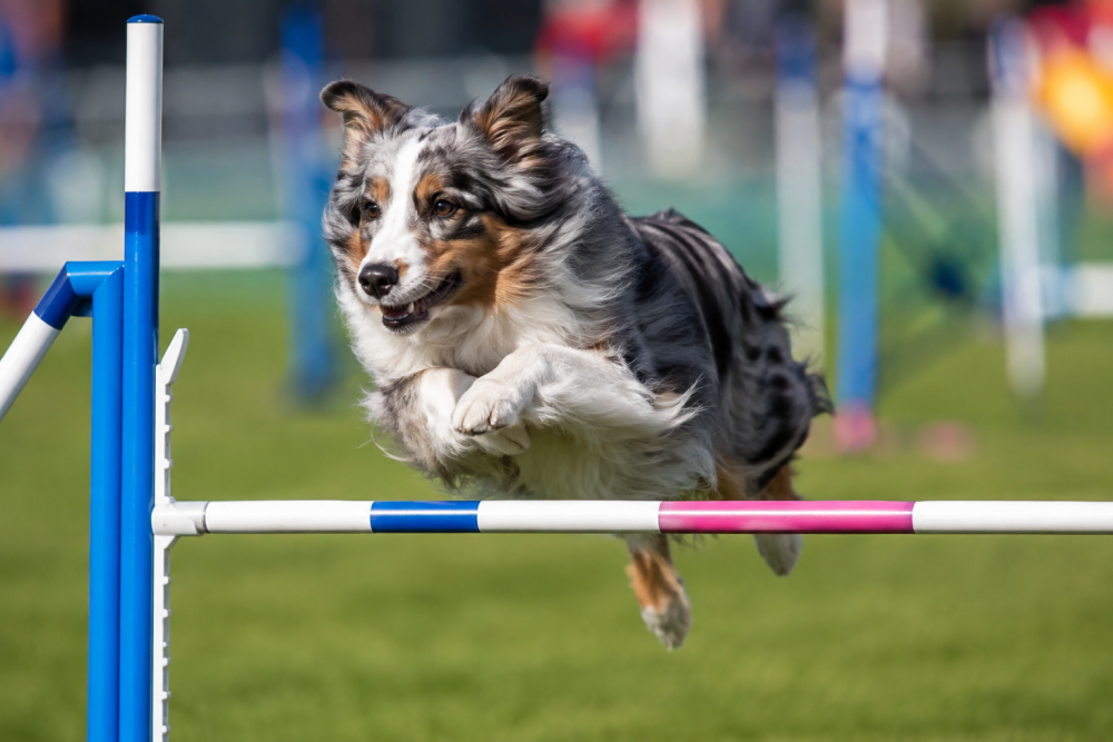 Australský ovčák při agility skoku